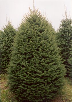 Picture this Maine Balsam Fir Christmas Tree in your home. Finestkindtreefarms.com